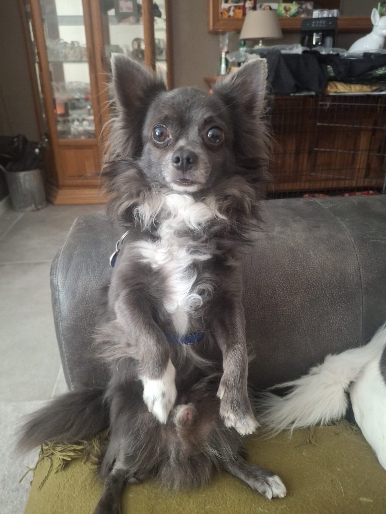 Chihuahua dekreu, Reu, 1 tot 2 jaar, Eén hond, CDV (hondenziekte)
