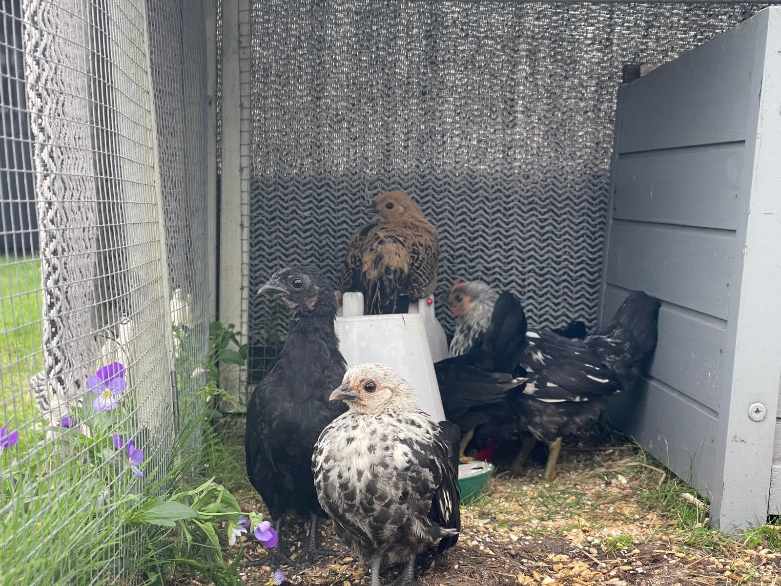 Jonge Serama krieltjes, hanen en hennen, diverse kleuren, Dieren en Toebehoren, Meerdere dieren, Kip