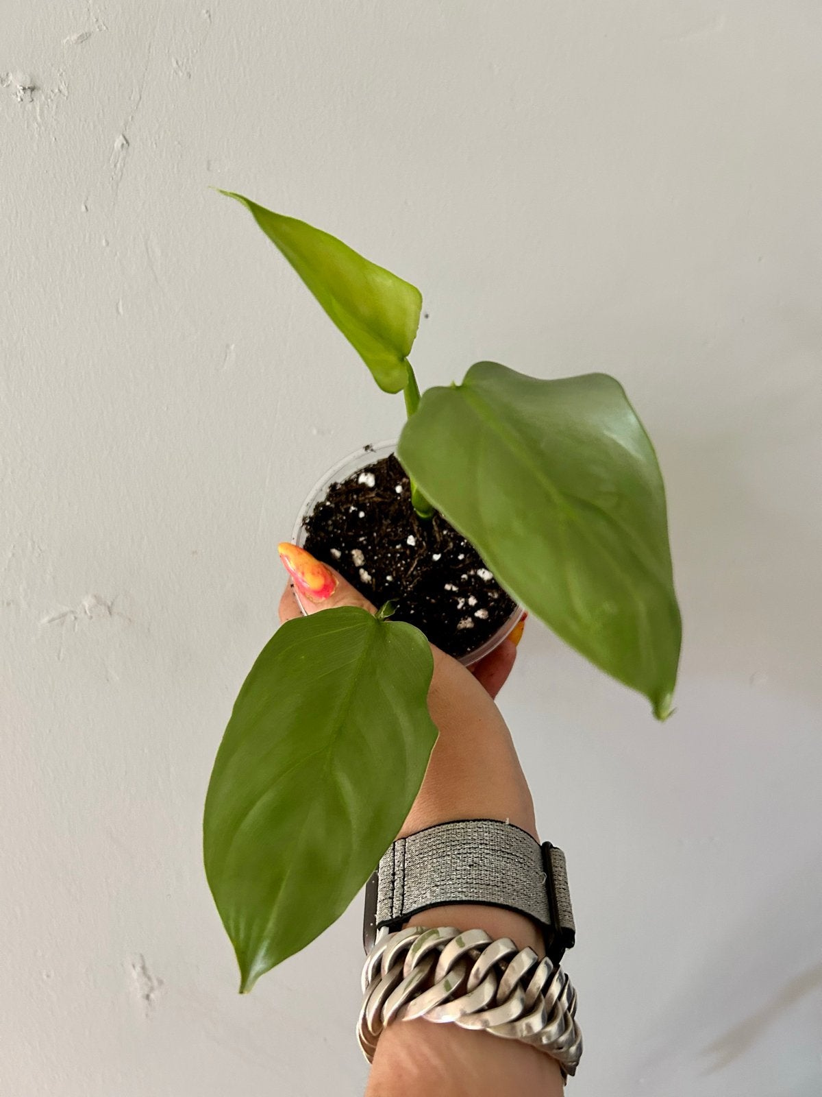 Philodendron Silver Sword - Zeldzame Kamerplant, Huis en Inrichting, Kamerplanten, Overige soorten, Minder dan 100 cm, Groene kamerplant