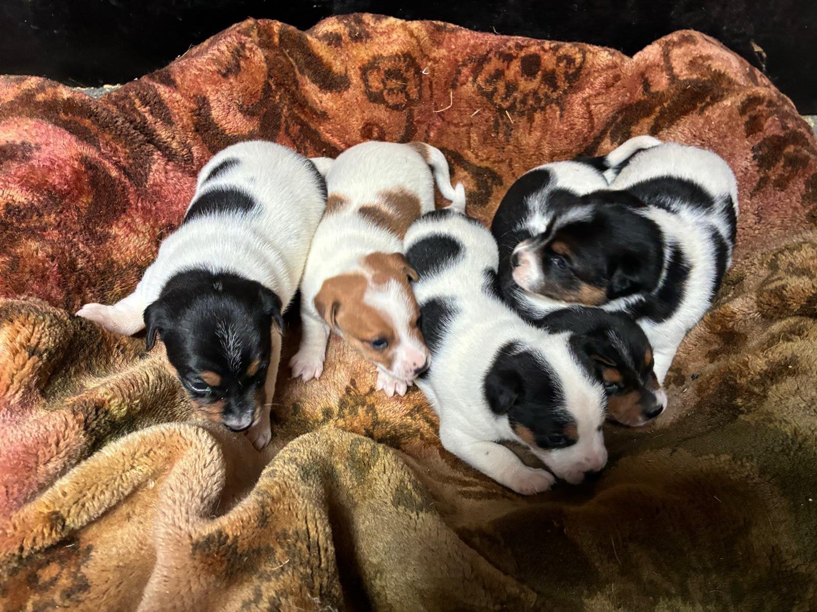 Boerenfox pups, Overige rassen, Meerdere, Meerdere dieren, Nederland