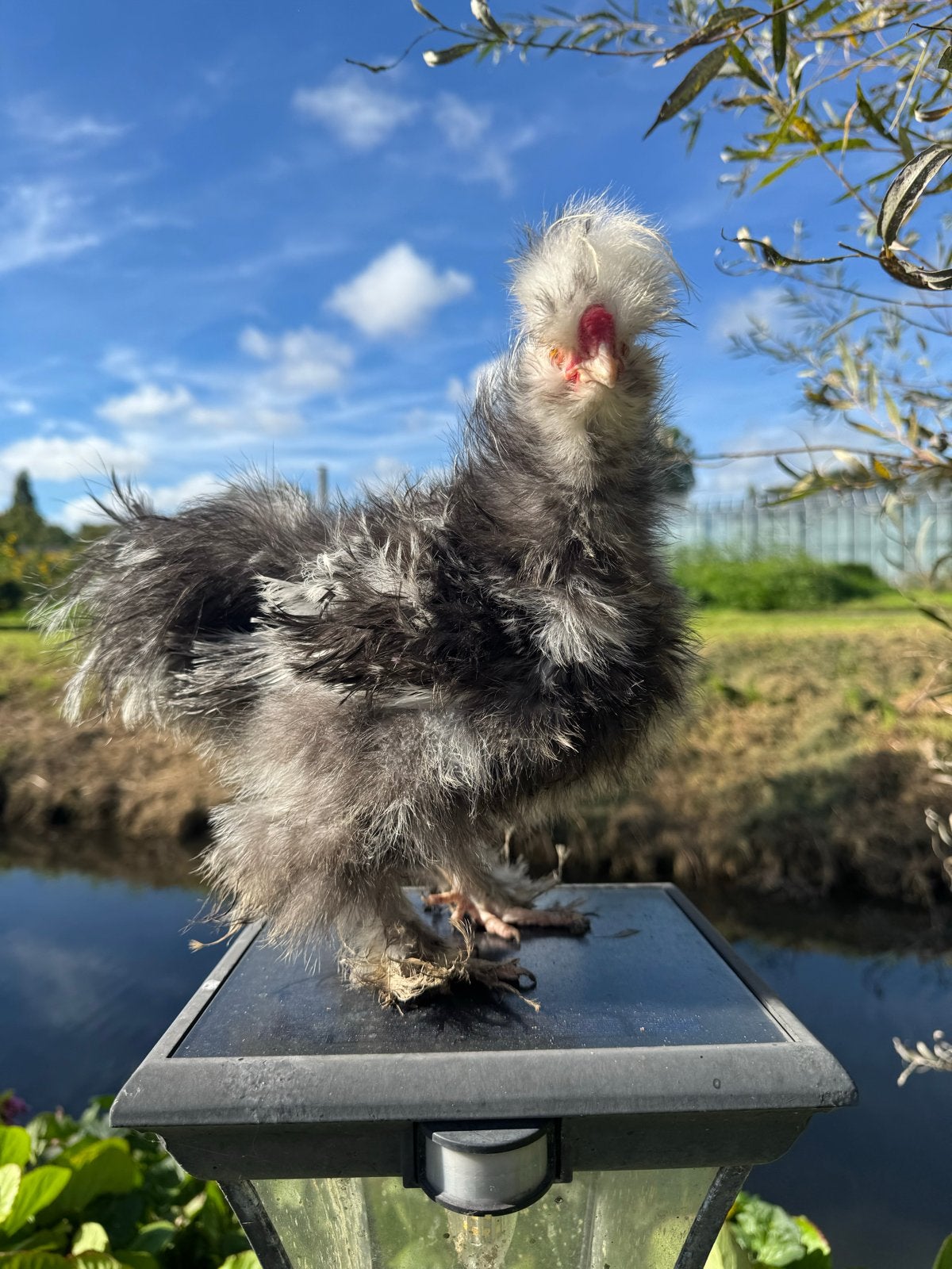 Zwart mottled hanen, Dieren en Toebehoren