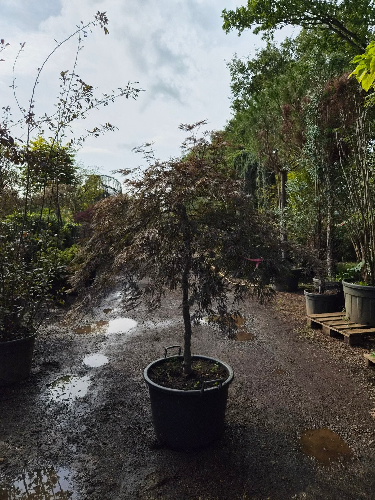 Acer palmatum 'Garnet' - Japanse esdoorn, Ophalen, Bloeit niet, Overige soorten, Halfschaduw