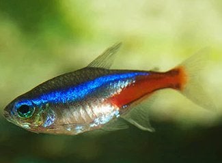 Jumbo Neon Tetra - Koidream Valburg