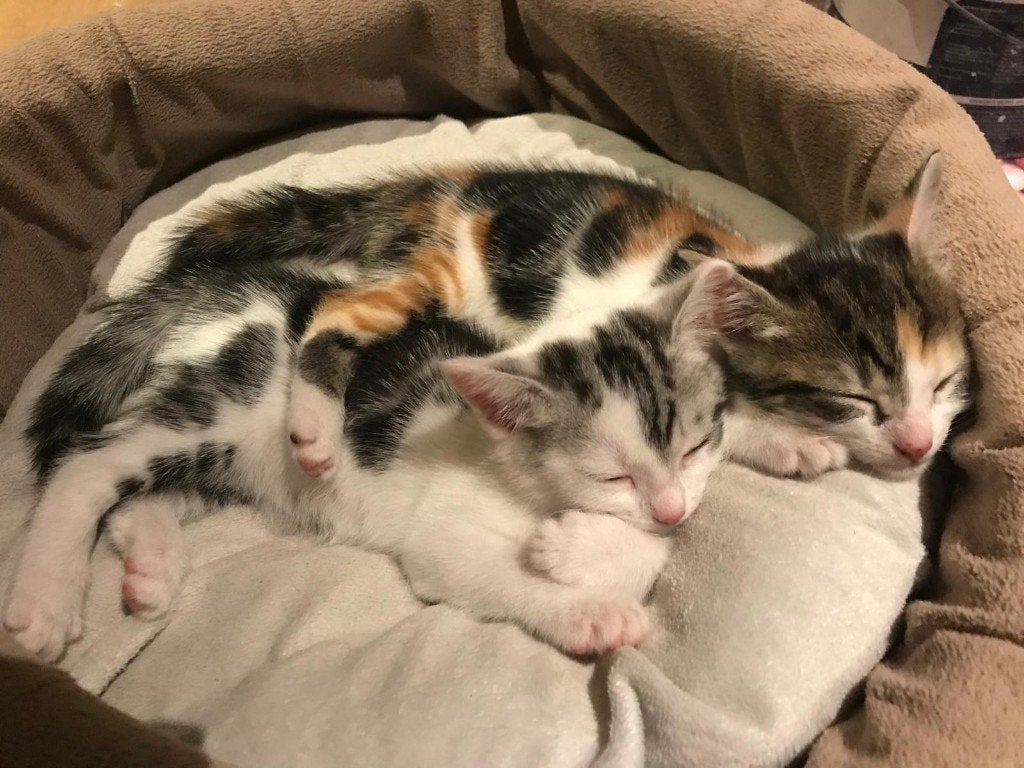 lapjes kitten en wit-grijs-zwart poesjes 10 weken, Dieren en Toebehoren, Poes, Kortharig, 0 tot 2 jaar