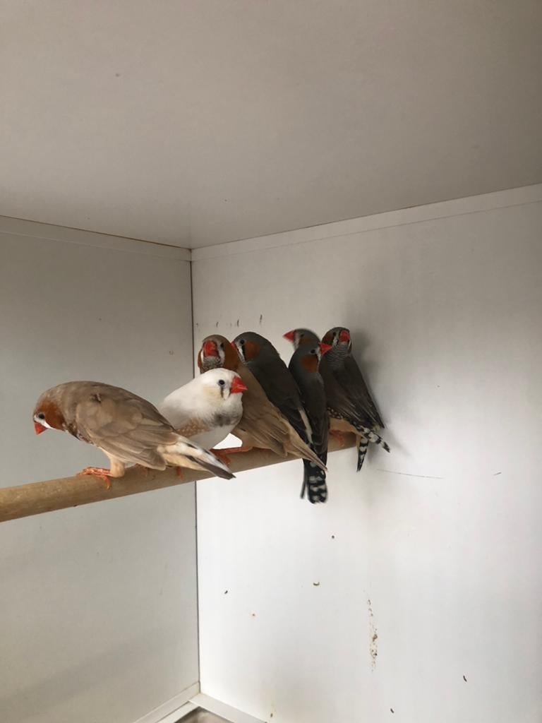 Zebravinken, Dieren en Toebehoren, Vogels | Overige Vogels, Mannelijk
