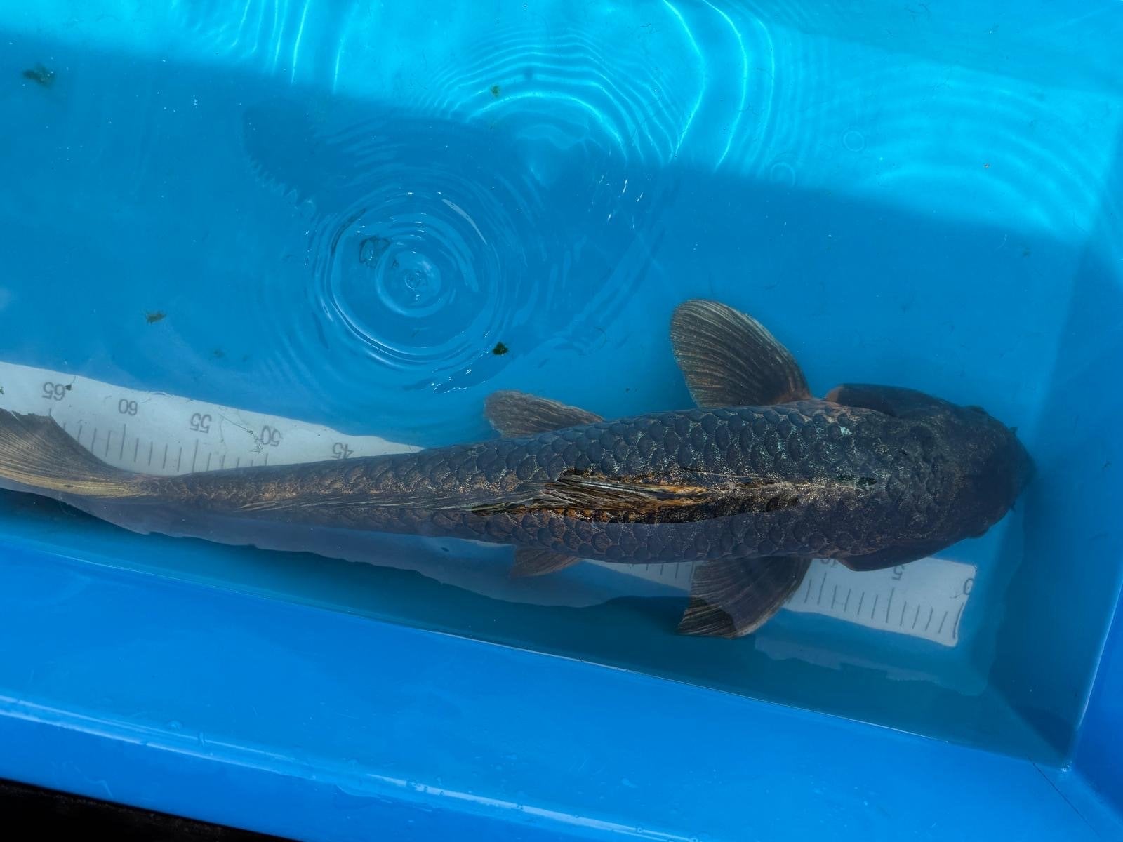 Grote ghost koi, Dieren en Toebehoren, Vissen | Vijvervissen, Karper of Koi