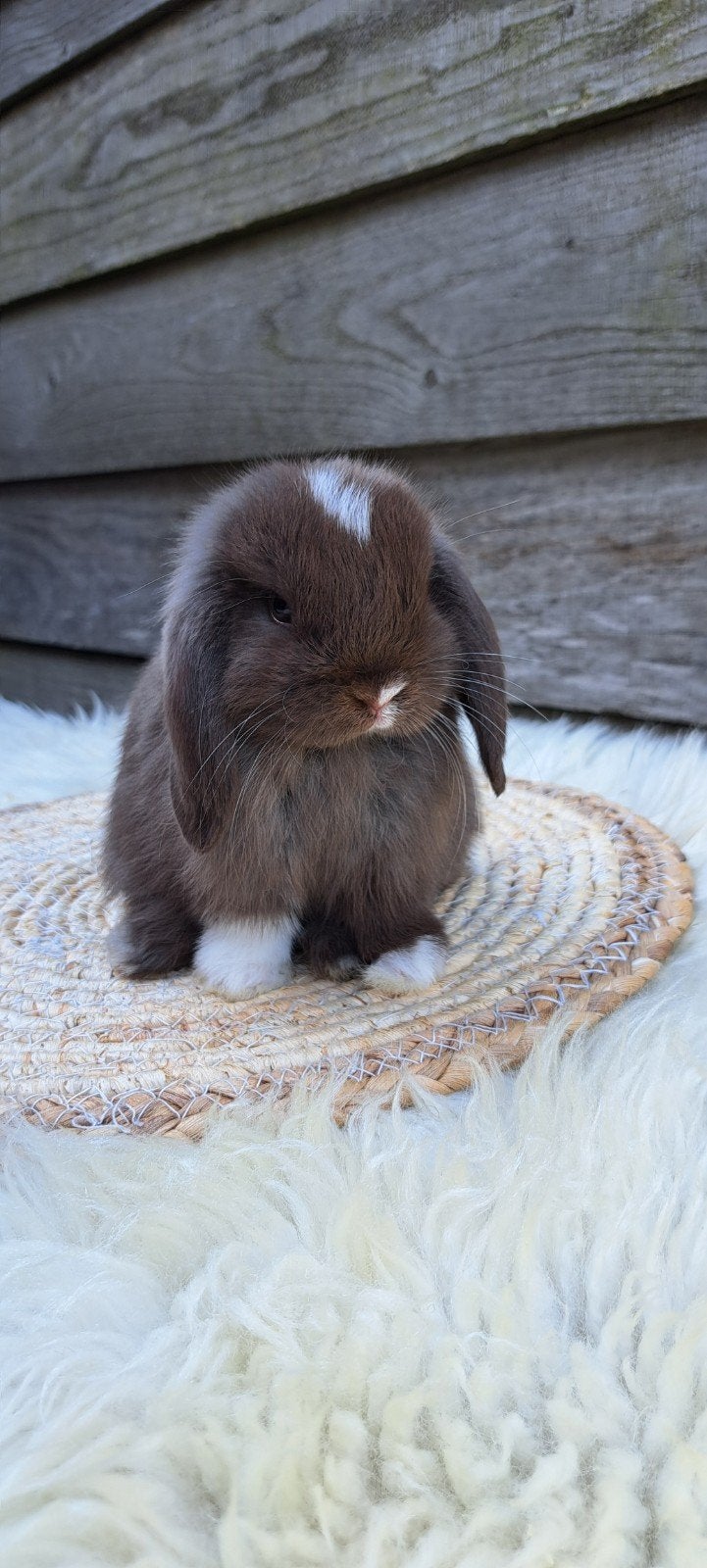 Minilopjes te reserveren!, Dieren en Toebehoren, Mannelijk, Dwerg