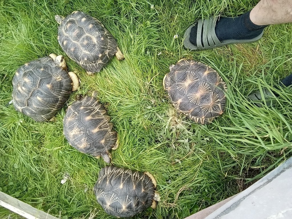 Astrochelys radiata. Stralenschildpad, Dieren en Toebehoren, Reptielen en Amfibieën, Schildpad, 7 tot 10 jaar