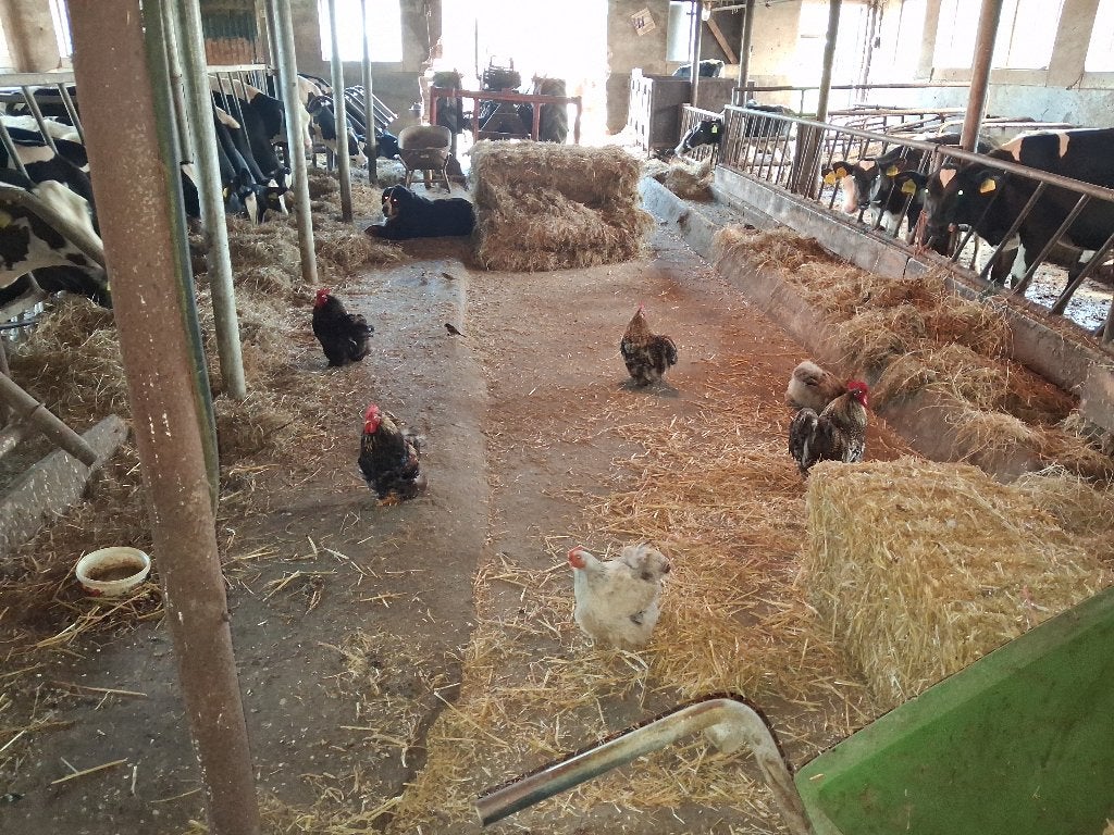 Prachtigd Cochin krielhanen, Dieren en Toebehoren, Pluimvee, Mannelijk, Kip