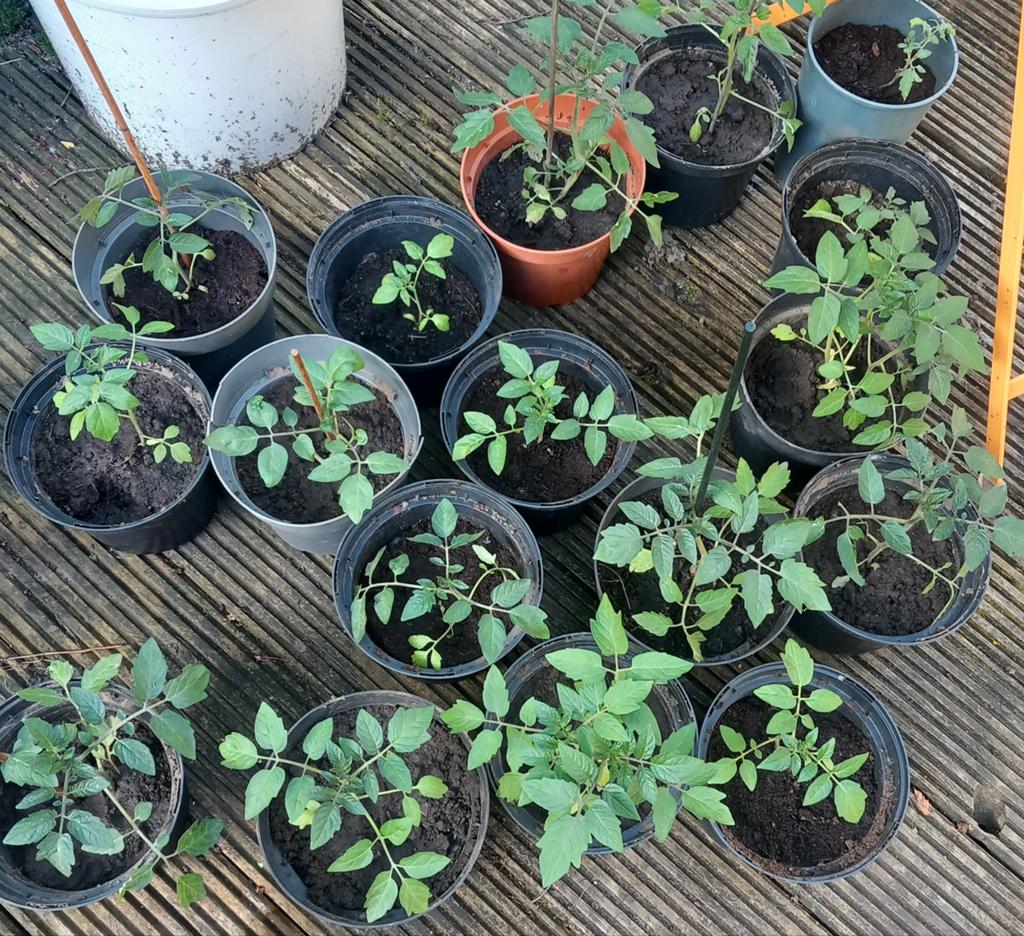 Opa Toon's Tomaten-plantjes, cherry-tomaatjes, Ophalen, Eenjarig, Groenteplanten, Volle zon
