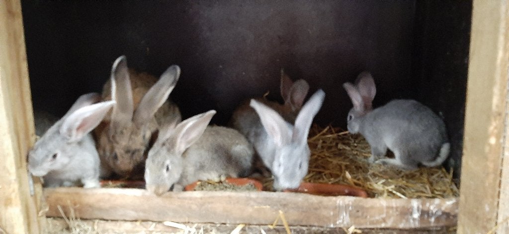 Vlaamse reuzen, Meerdere dieren, Groot, 0 tot 2 jaar