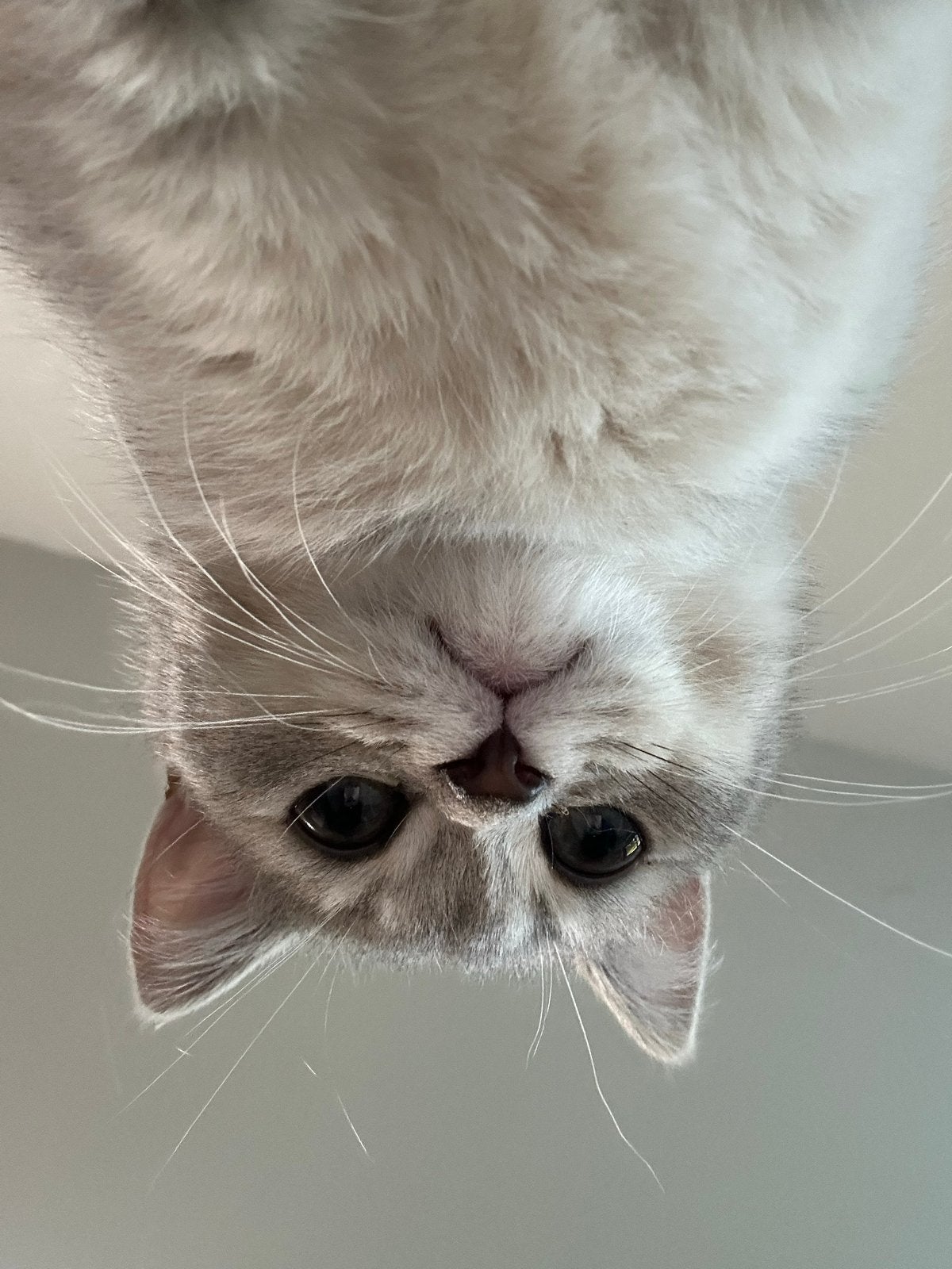 British shorthair kitten, Poes