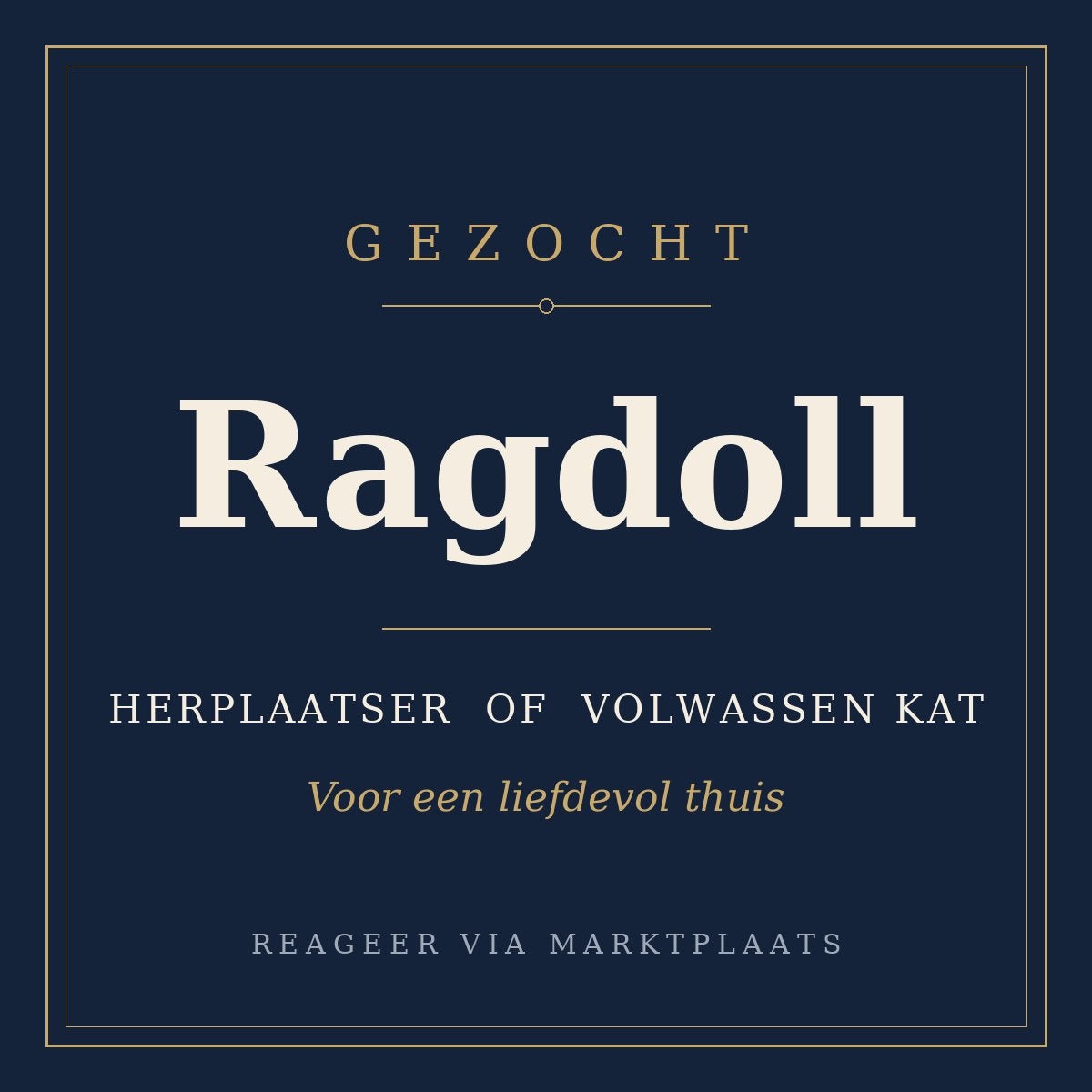 Gezocht: lieve, rustige en knuffelige volwassen Ragdoll, Poes, Met stamboom