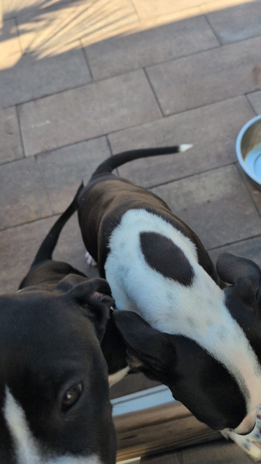 Amerikaanse Stafford, 8 tot 15 weken, American Staffordshire Terriër, Teef, Eén hond