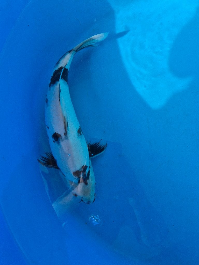 Mooie shiro utsiri, Karper of Koi