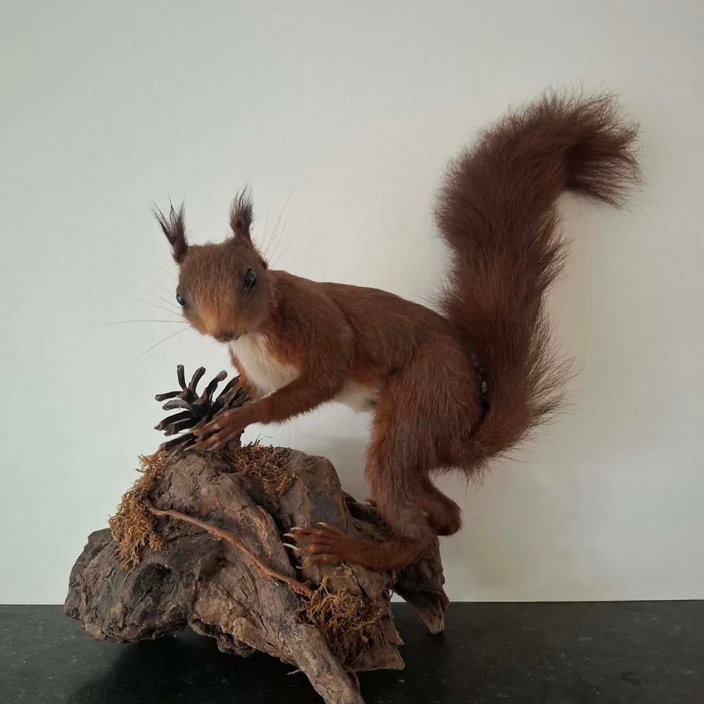 Prachtige opgezette eekhoorn, Ophalen of Verzenden, Zo goed als nieuw, Wild dier, Opgezet dier