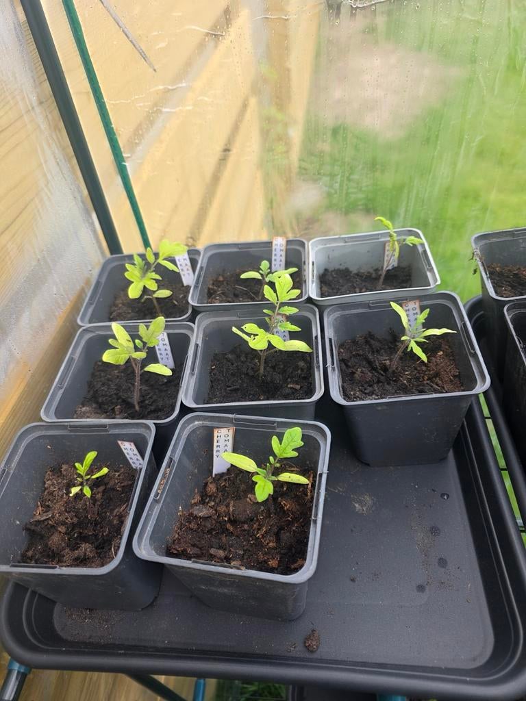 Cherry tomaten planten, Tuin en Terras, Planten | Tuinplanten, Ophalen, Eenjarig, Groenteplanten, Volle zon