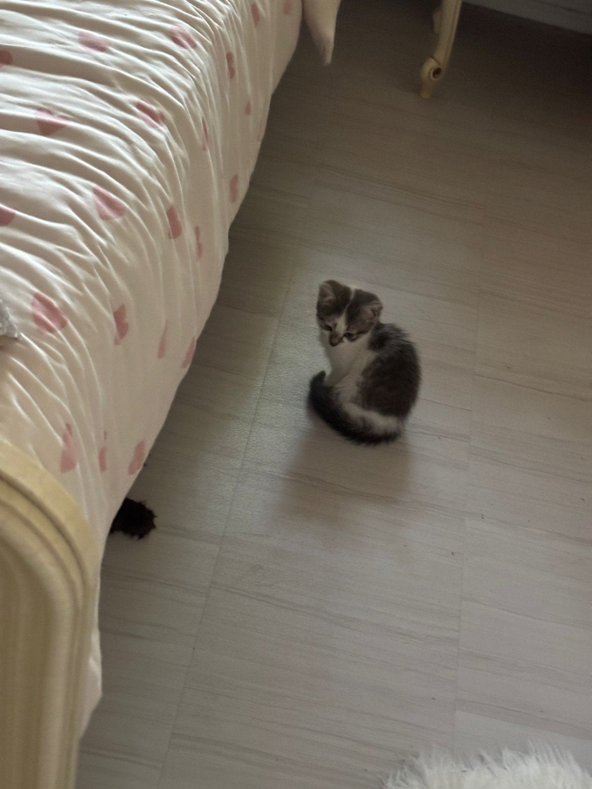 Kittens 10 weken oud, Ophalen