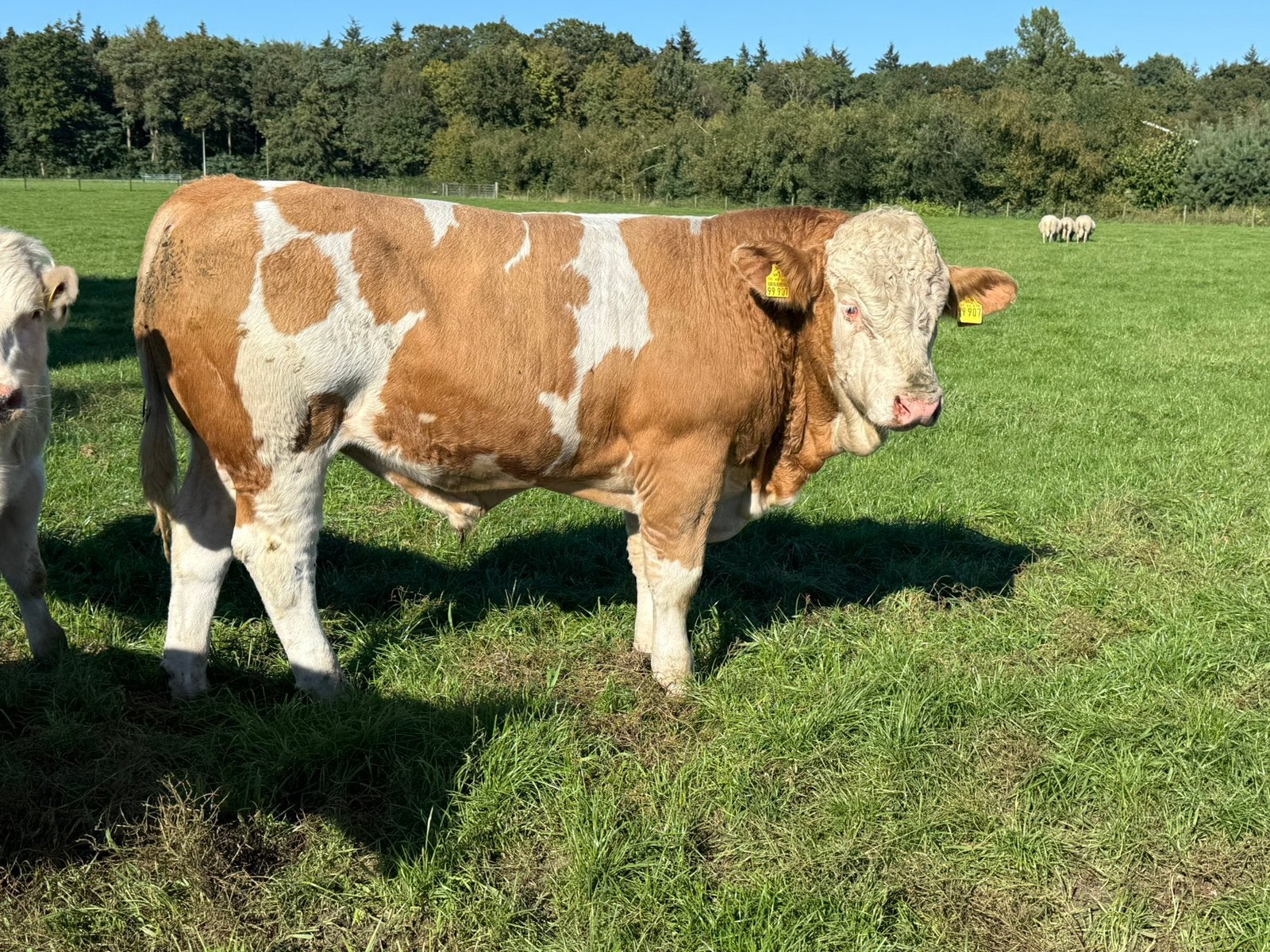 Zuivere flekvieh dek stier te koop, Dieren en Toebehoren, Mannelijk