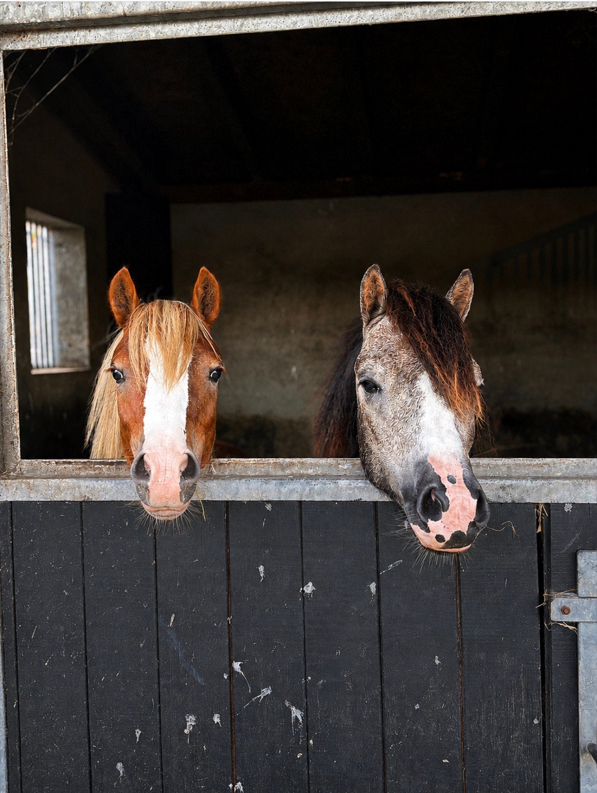 Twee superleuke jaarling hengsten (Welsh sectie A), Hengst, 0 tot 2 jaar