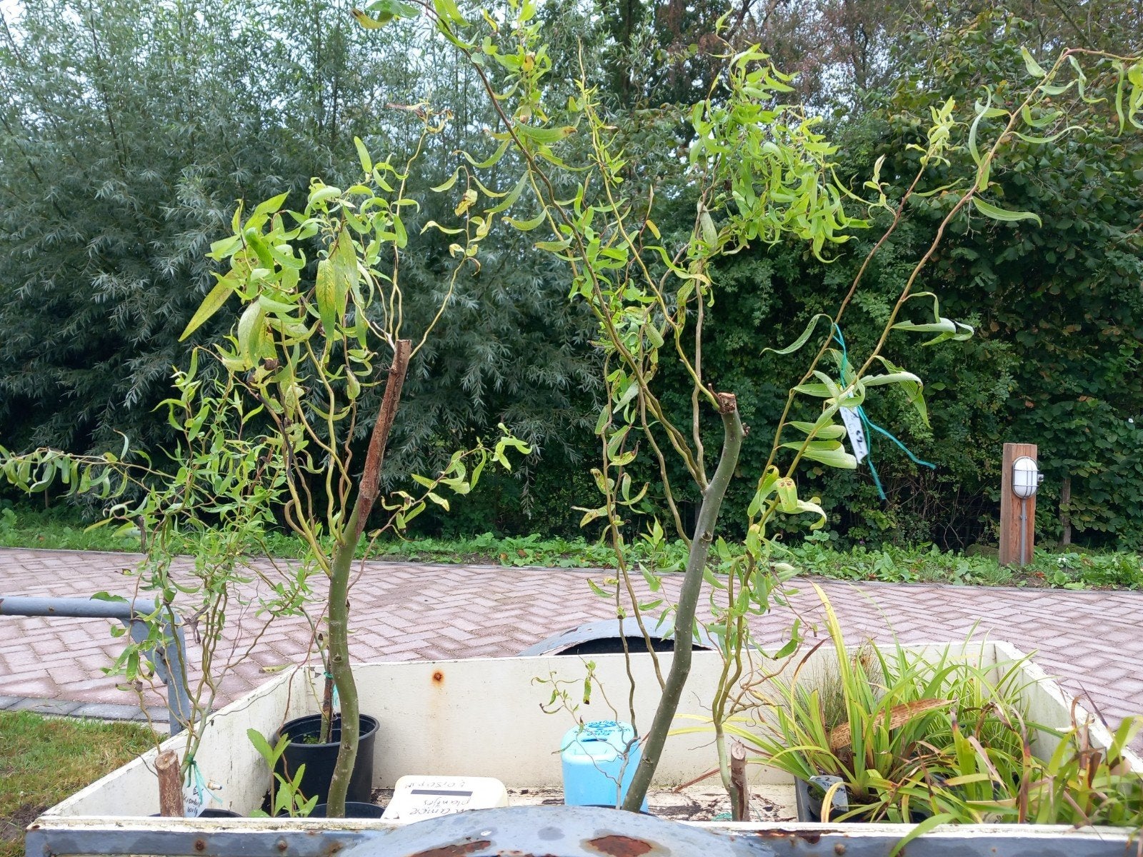 Kronkelwilg -NOG 4 STUKS, Overige soorten, Minder dan 100 cm, Zomer, Ophalen