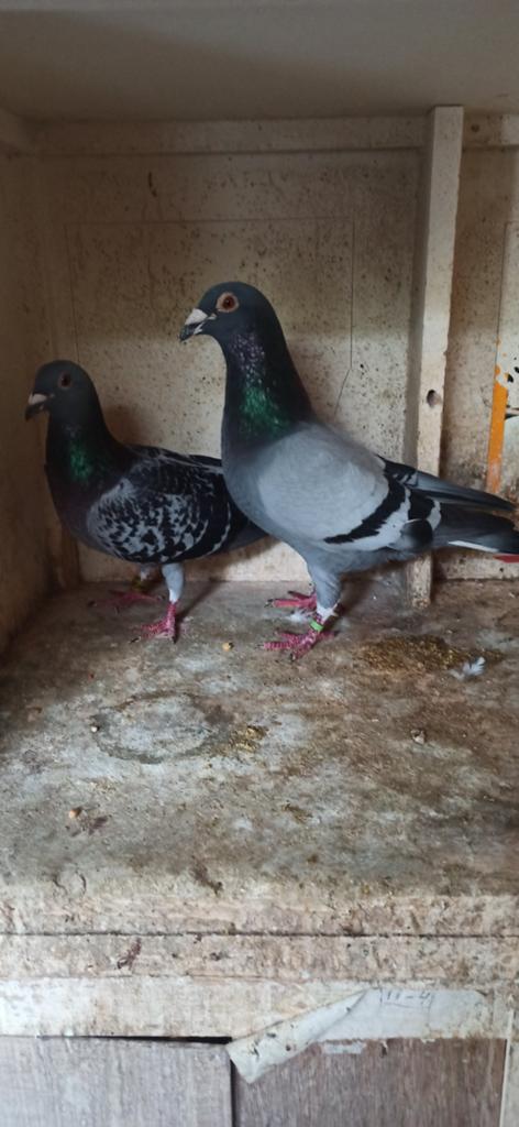 Postduiven koppel kweekduiven, Dieren en Toebehoren, Vogels | Duiven, Meerdere dieren, Postduif