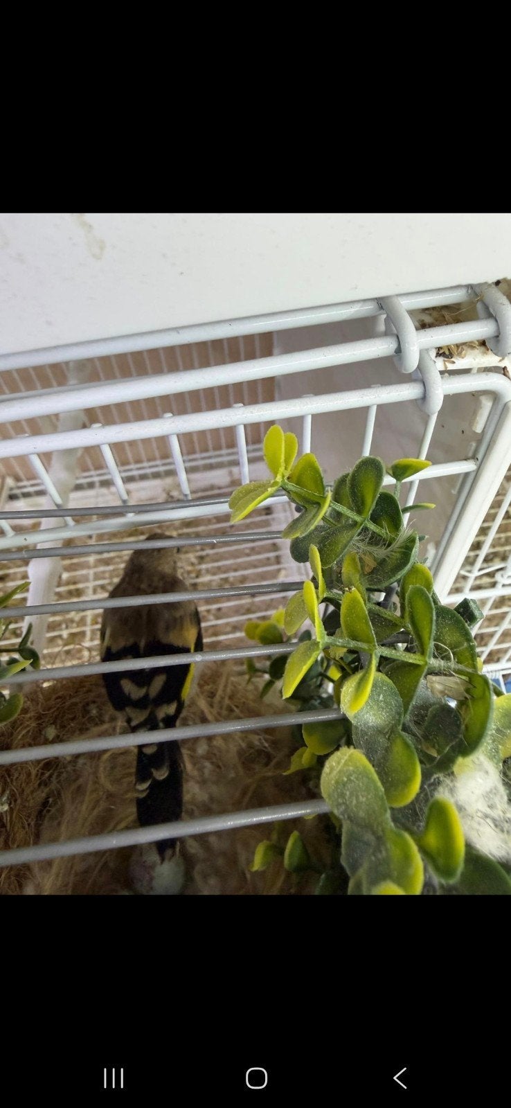 Parva tushi 2026, Meerdere dieren, Wildzangvogel, Geringd