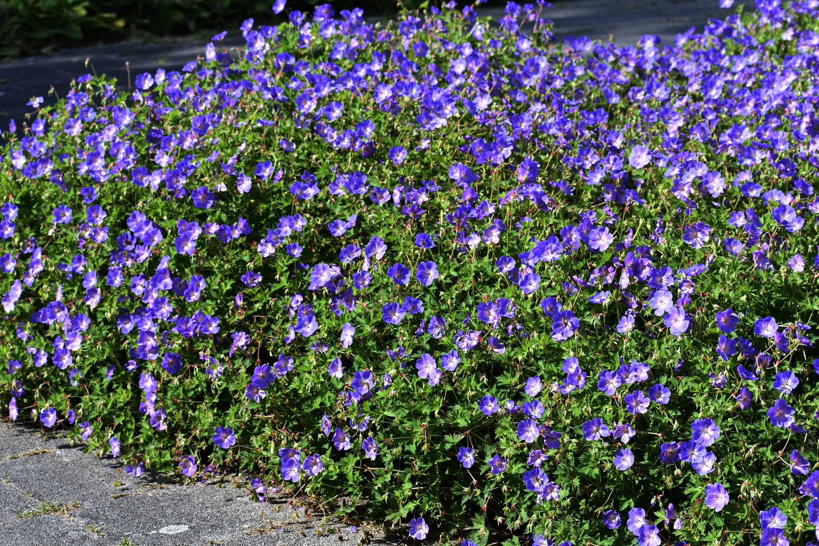 Geranium ‘Rozanne’ | Ooievaarsbek | Vaste Plant, Tuin en Terras, Ophalen of Verzenden, Overige soorten, Volle zon