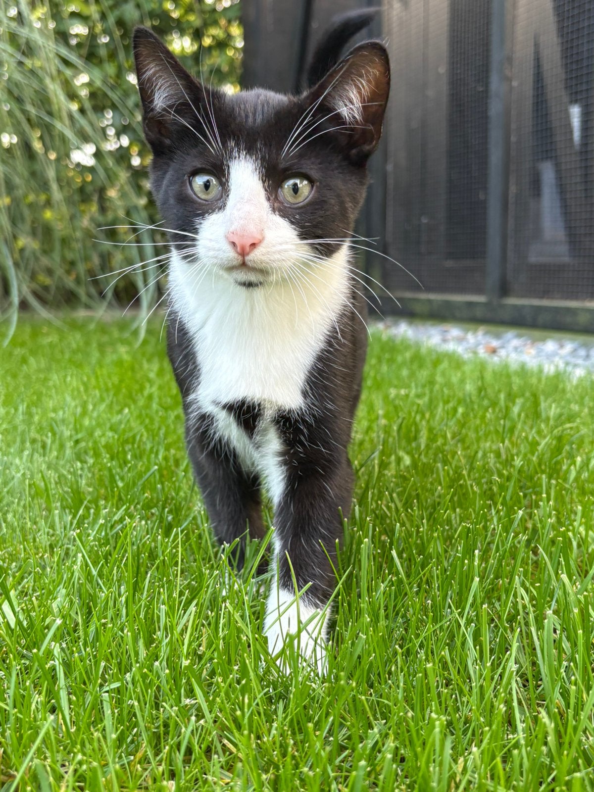 Kitten, Kater, Kortharig, 0 tot 2 jaar