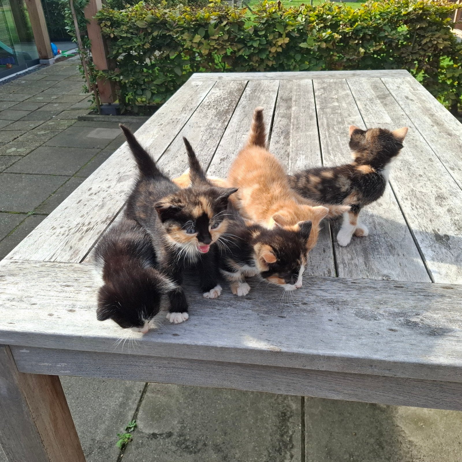 kittens, Meerdere dieren, Kortharig, 0 tot 2 jaar