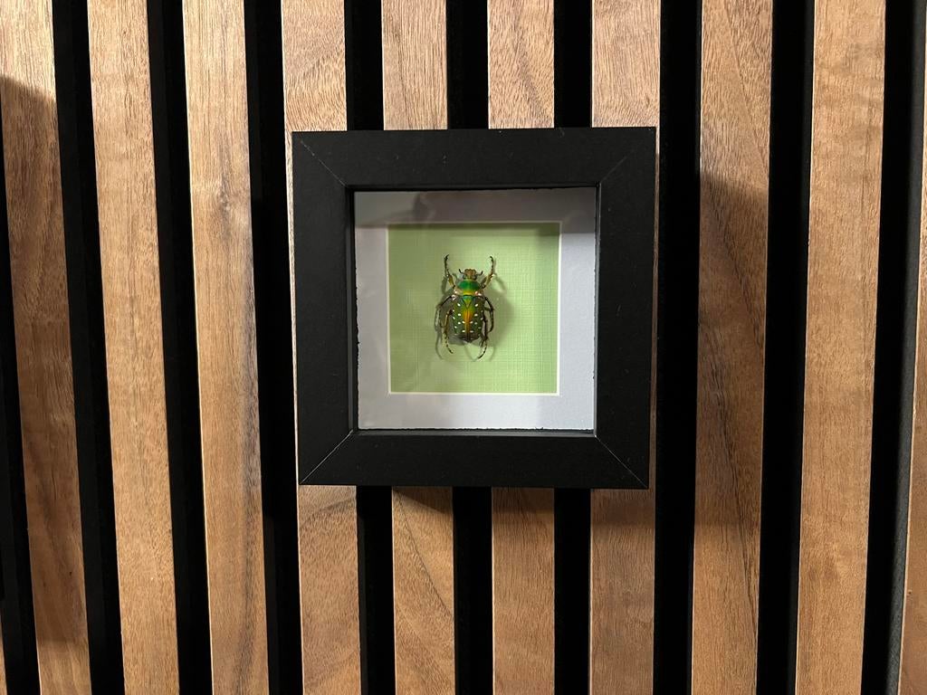 Ingelijste kever, Verzamelen, Ophalen of Verzenden, Zo goed als nieuw, Insect, Opgezet dier