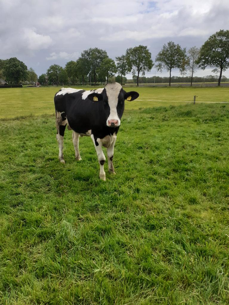 pinkstier / dekstier, Dieren en Toebehoren, Runderen, Mannelijk, 0 tot 2 jaar