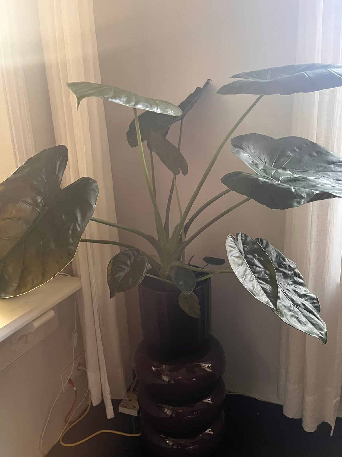 Alicasia / Olifantsoor 80cm 2 stuks (prijs per stuk), Ophalen, Halfschaduw, Minder dan 100 cm