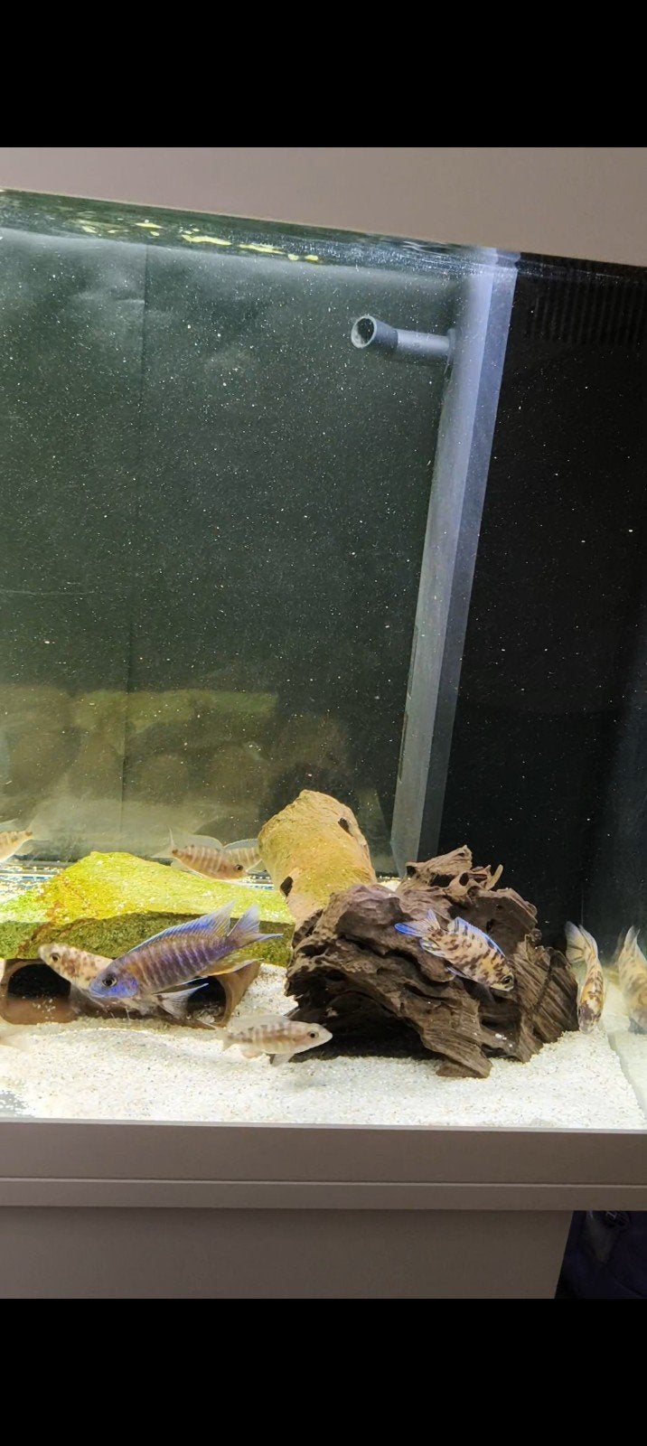 Aulonocara Eureka en Multicolors Malawi Cichliden, Dieren en Toebehoren, Vissen | Aquariumvissen, Vis