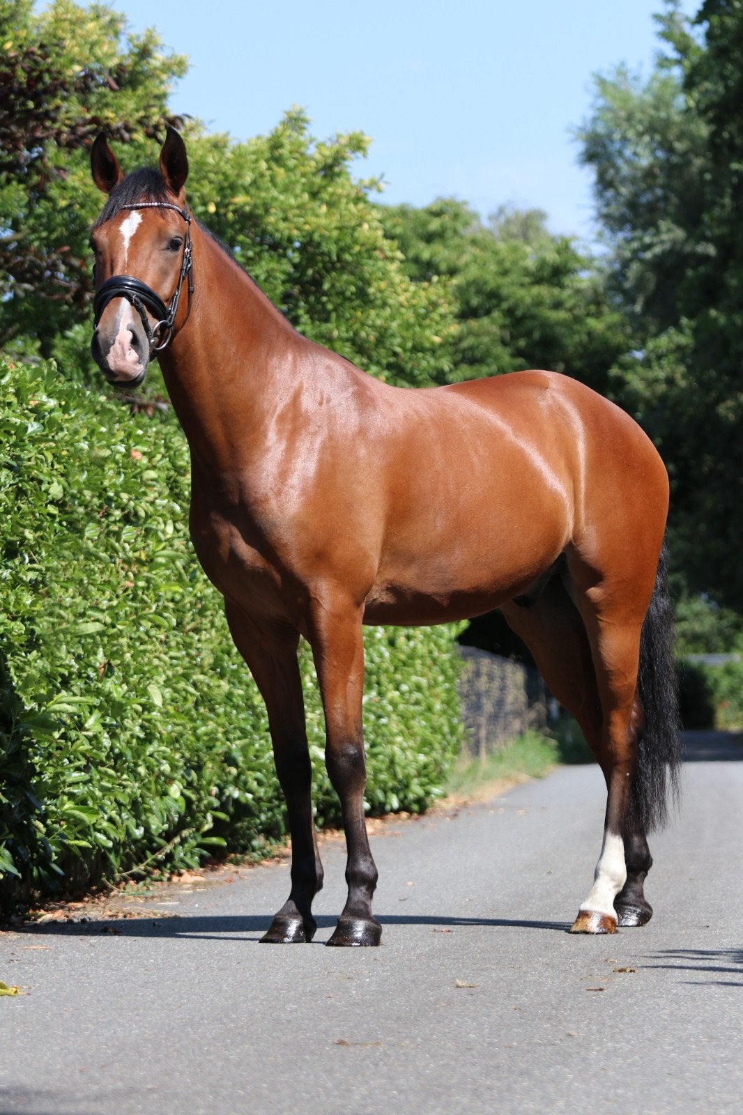 Super gave 3,5 jarige E-pony – een topper voor de toekoms, Dieren en Toebehoren, Ruin, Zadelmak, E pony (1.48m - 1.57m), 3 tot 6 jaar