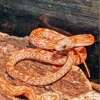 Pantherophis guttata Corn Snake photo 10