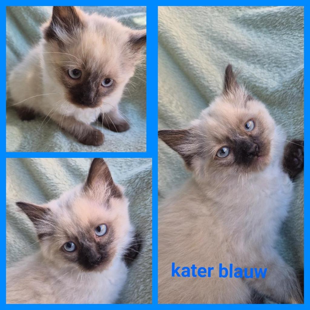 Super mooie Ragdoll kittens, Meerdere dieren, Ontwormd, 0 tot 2 jaar