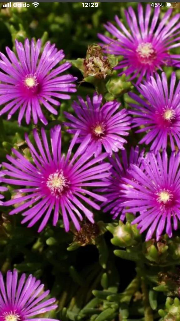 Delospermum cooperii oftewel middagbloem /ijsbloem, Ophalen, Bodembedekkers, Volle zon, Vaste plant