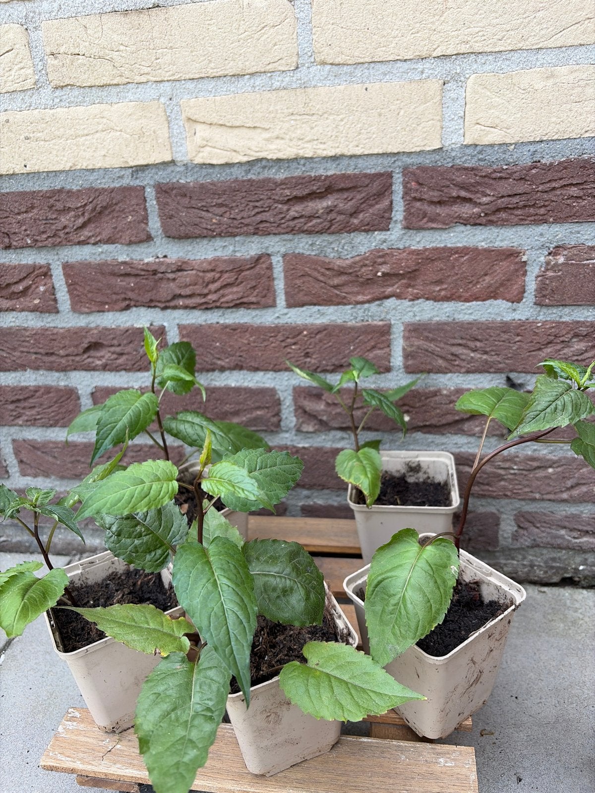 5 sneeuwaster stekken - vaste plant, Tuin en Terras, Planten | Tuinplanten, Vaste plant, Halfschaduw, Herfst, Ophalen