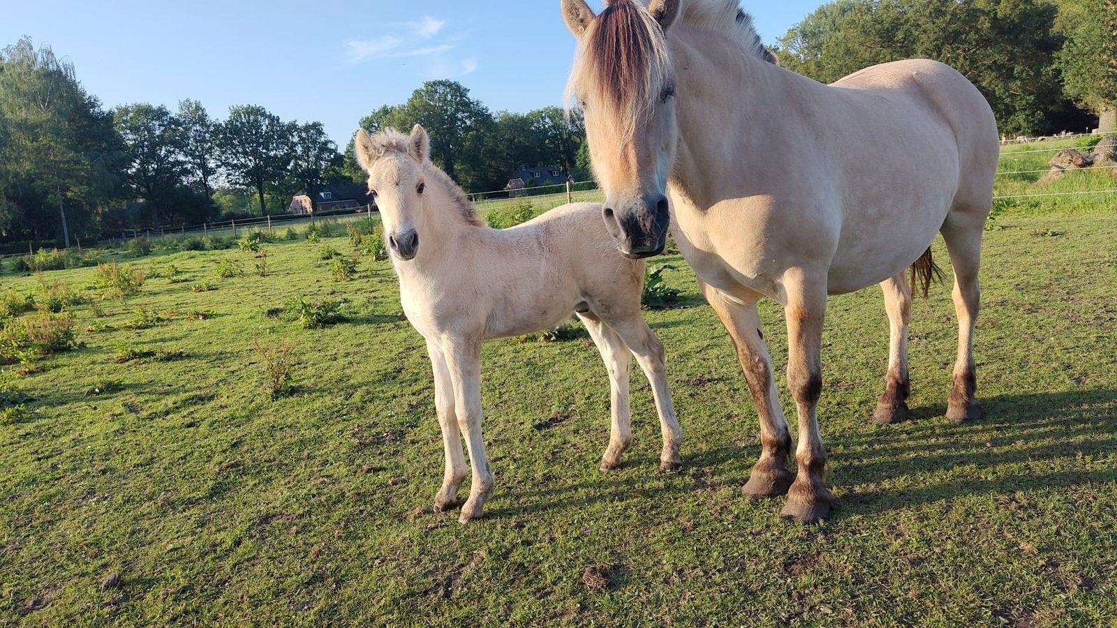 Fjorden veulens, Dieren en Toebehoren, Paarden, Merrie, Met stamboom, Minder dan 160 cm, 0 tot 2 jaar