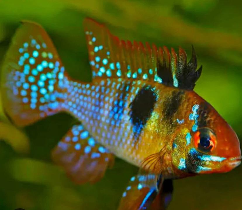 Mikrogeophagus ramirezi Antennebaarsje, Dieren en Toebehoren, Vissen | Aquariumvissen, Zoetwatervis, Vis, Schoolvis