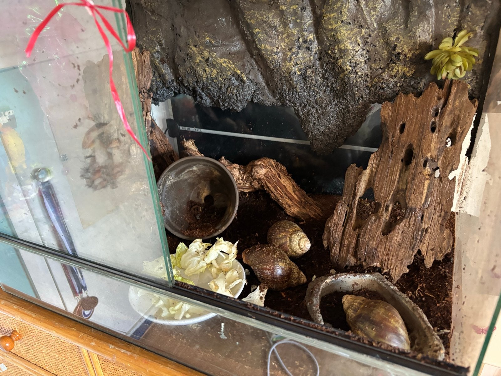 Terrarium en agaat slakken, Ophalen, Gebruikt, Terrarium of Paludarium
