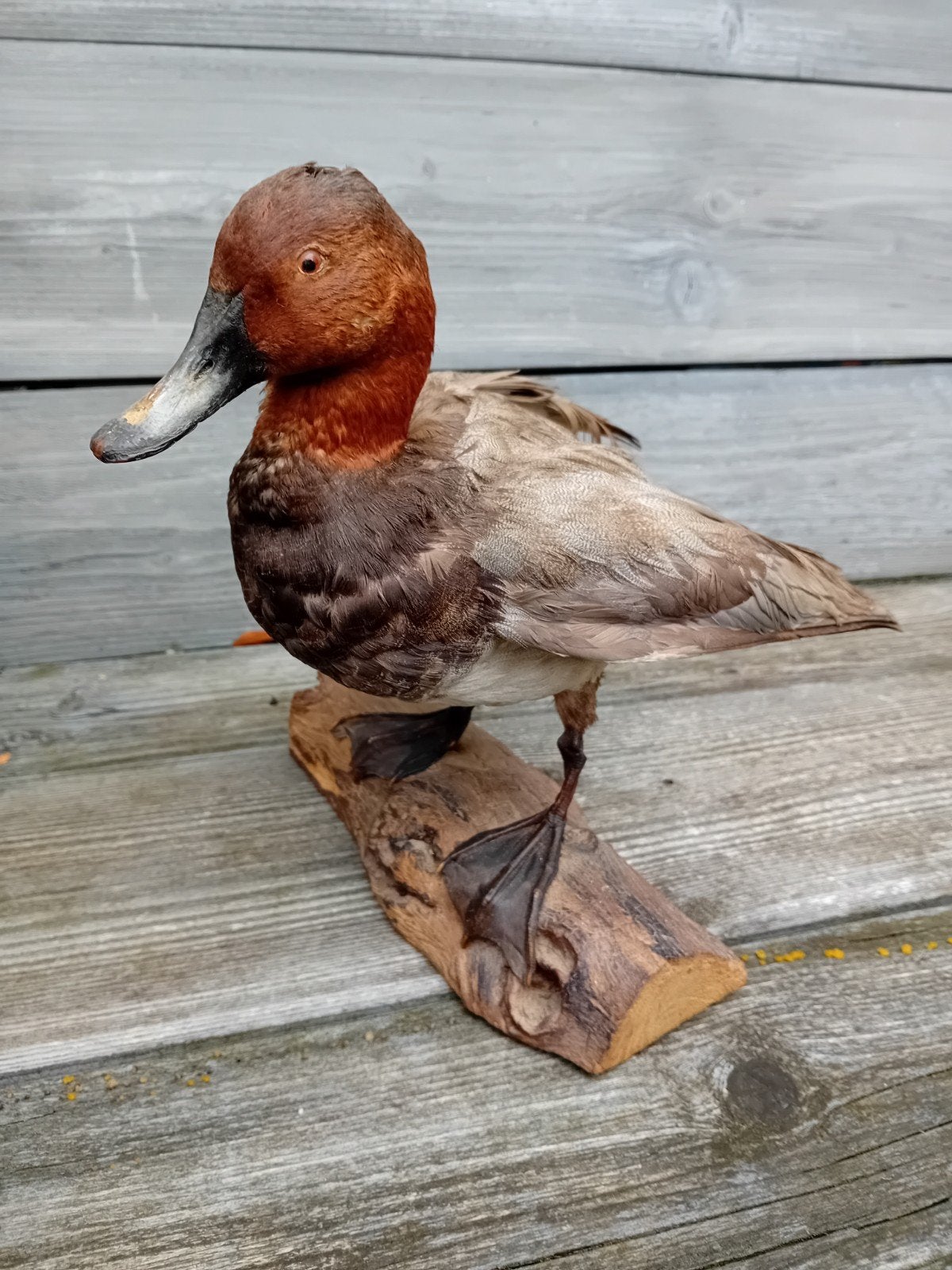 Opgezette eend taxidermie, Ophalen of Verzenden, Zo goed als nieuw, Vogel, Opgezet dier