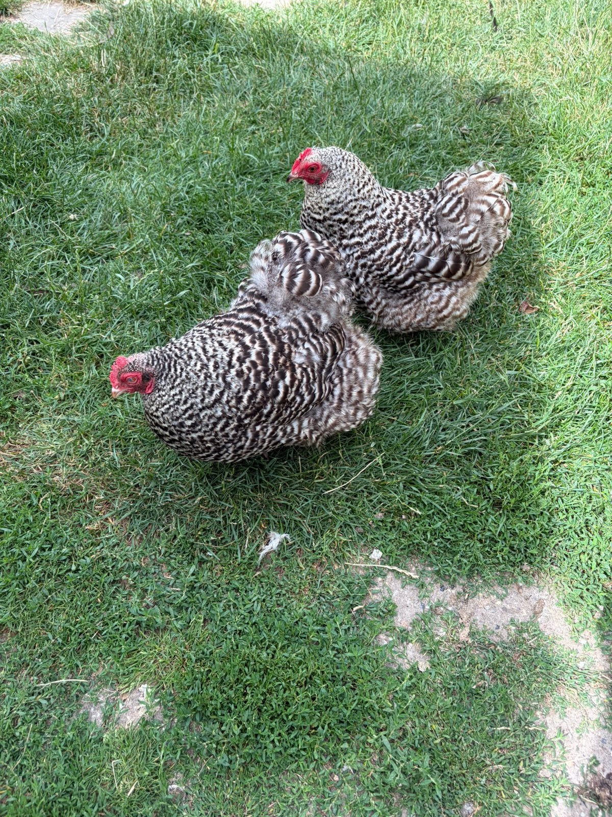 Trio orpington krielen, Dieren en Toebehoren, Pluimvee, Meerdere dieren, Kip