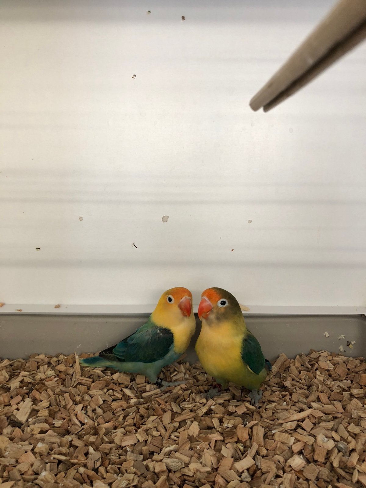Koppel Fischeri, Meerdere dieren, Dwergpapegaai of Agapornis