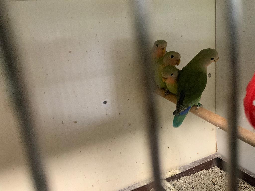 Jonge Agapornis roseicollie, Geslacht onbekend, Dwergpapegaai of Agapornis, Geringd
