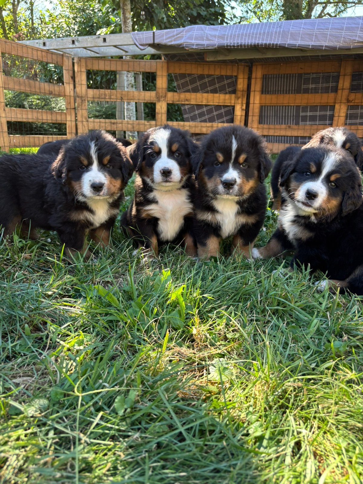 Prachtige Raszuivere Berner Sennen Pups!!, Dieren en Toebehoren, Honden | Bulldogs, Pinschers en Molossers, 8 tot 15 weken, CDV (hondenziekte)