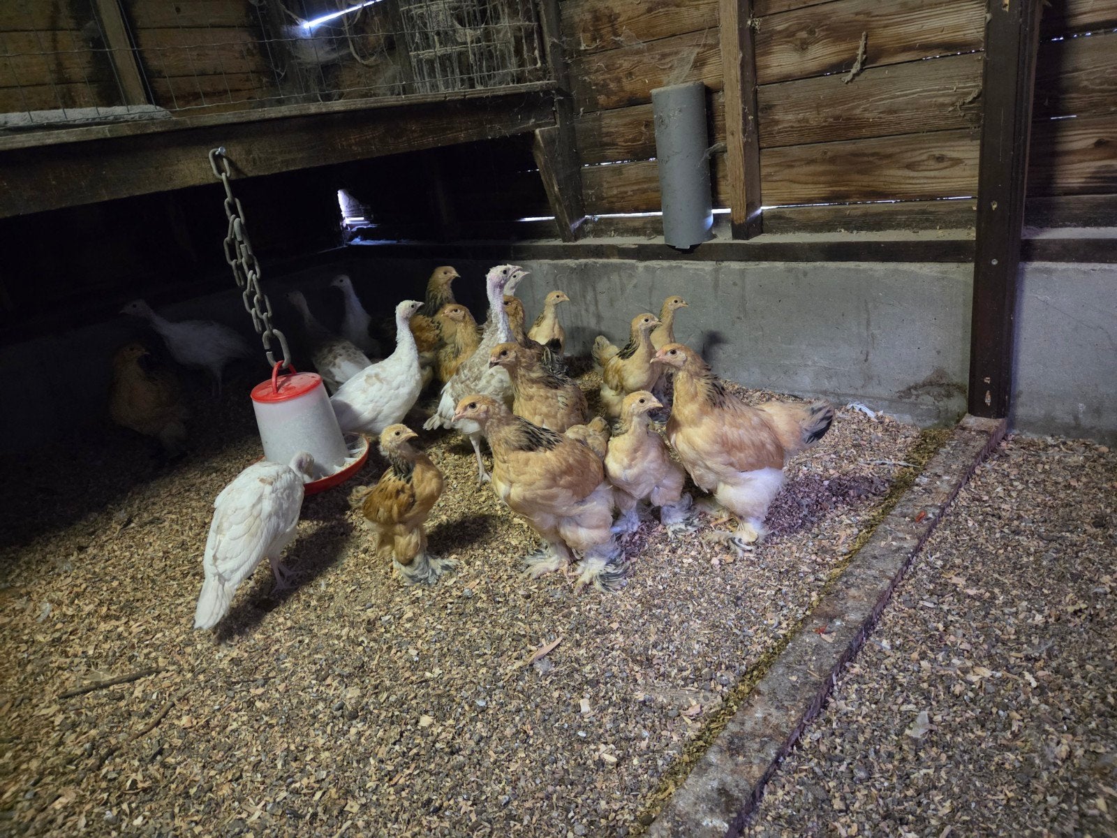 jonge brahma kippen en kalkoenen beschikbaar, Dieren en Toebehoren, Meerdere dieren, Kip