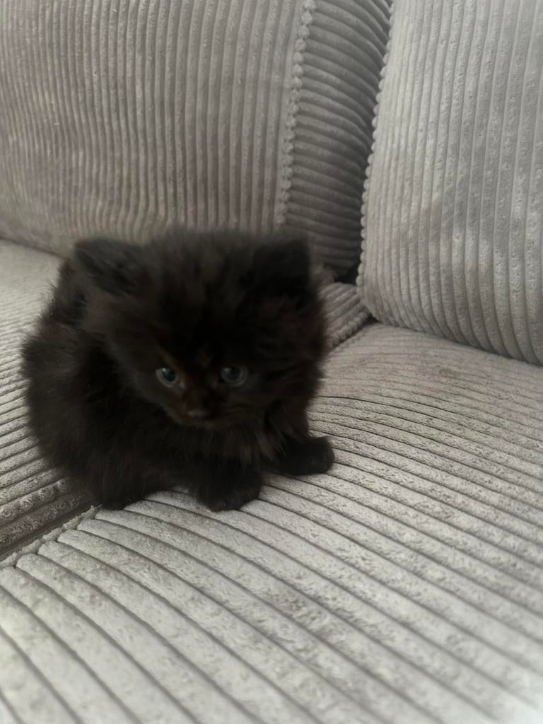 Ragdoll kittens, Meerdere dieren