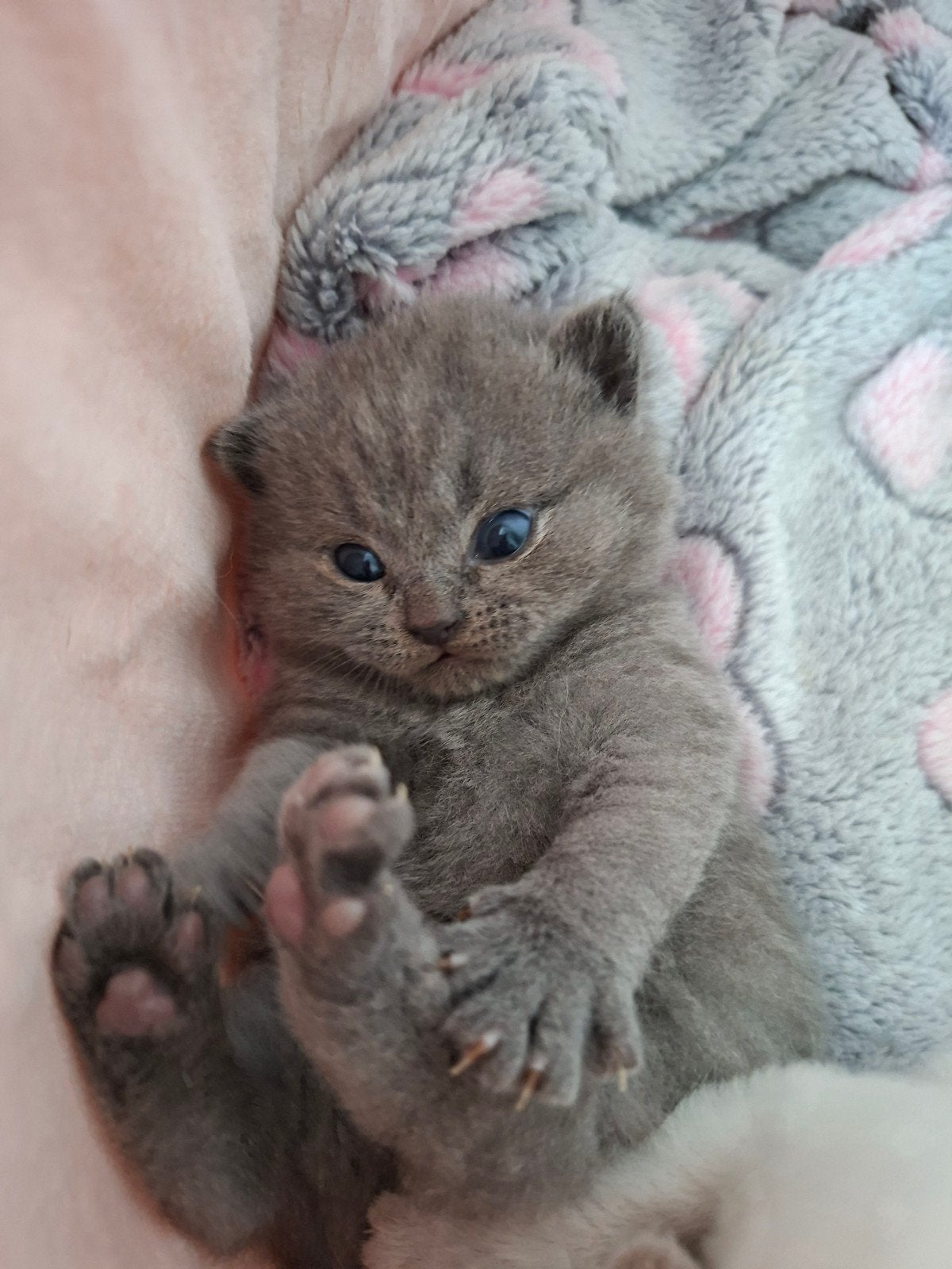 Britse korthaar kittens, Meerdere dieren, Met stamboom, 0 tot 2 jaar